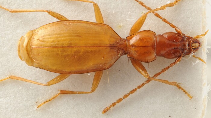 The beetle was named after Adolf Hitler by a German researcher who was an ardent supporter of the German Reich.