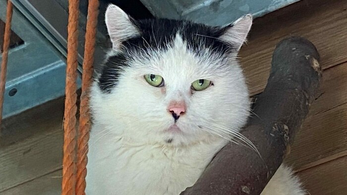 Kater Mozart