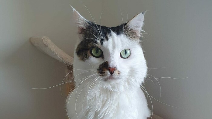 Katze Pamela