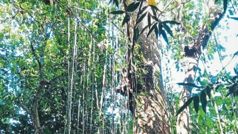 Dass der Esquinas-Regenwald und all seine raren Arten gerettet werden, ist auch den Spenden der „Krone-Leser"zu verdanken. (Bild: Mark Perry)