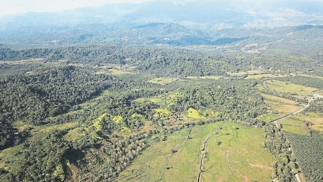 Durch Spenden soll die gerodete Finca Marina wieder zum Urwald werden. (Bild: Regenwald der Österreicher)