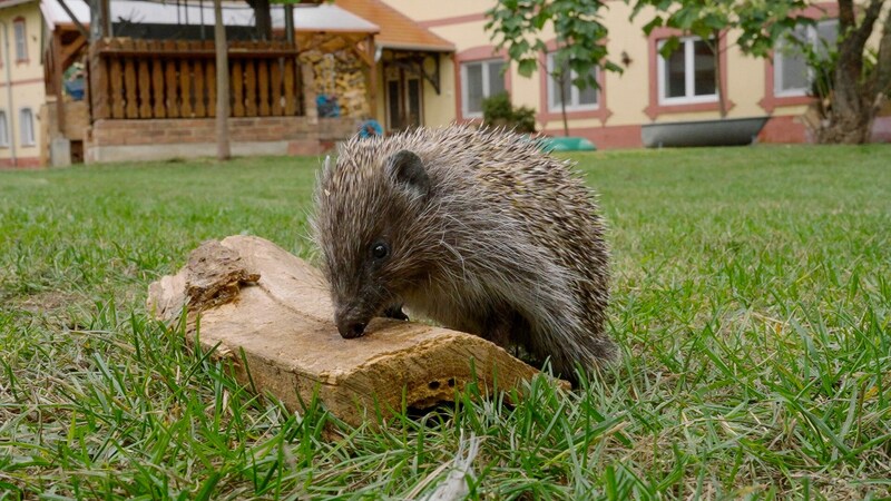 In der Igelstation kommen die stacheligen Wildtiere sicher über den Winter.  (Bild: ORF/Günther Pichlkostner)