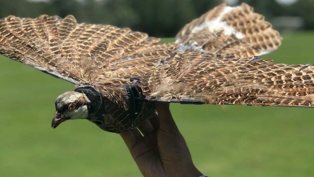 Die Zombie-Drohnen werden mit Bestandteilen toter Vögel versehen. (Bild: New Mexico Institute of Mining and Technology)