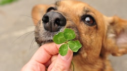 Glücksmomente für Tiere schaffen. (Bild: stock.adobe.com)