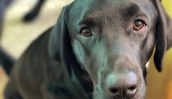 Einen solchen Labrador Retriever mit dem Namen „Balu“ hat die Pongauerin vergiftet . (Bild: zVg)