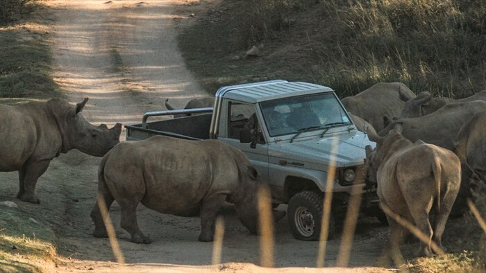 „THABO - Das Nashorn-Abenteuer“ spricht kindergerecht aufbereitet jede Menge ernste Themen an, nicht nur das Hauptthema Wilderei, sondern auch Armut und Aids.