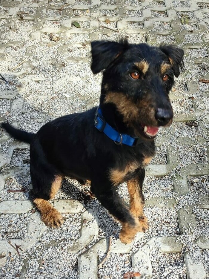Peppino ist bereit für einen Neustart