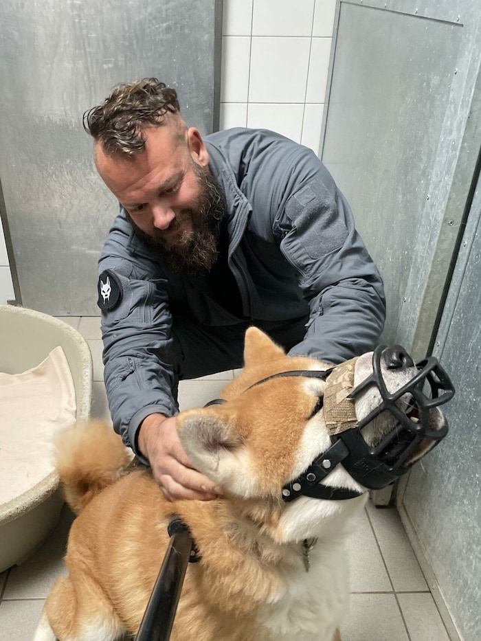 Experte Georg Resch sichert den Rüden mit Maulkorb ab, das ist die Eintrittskarte des Hundes für ...