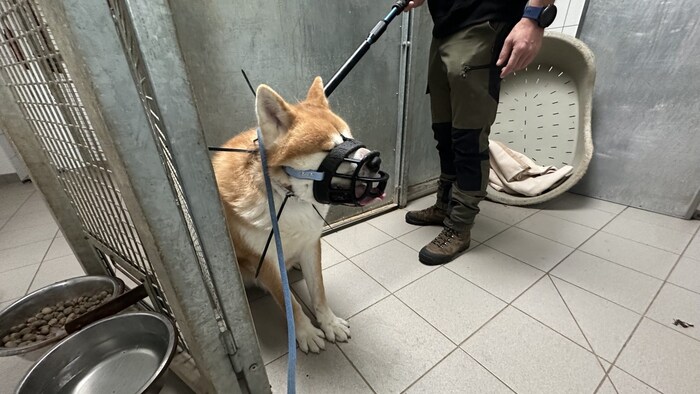 Help was also successfully provided in the case of "Caesar". 