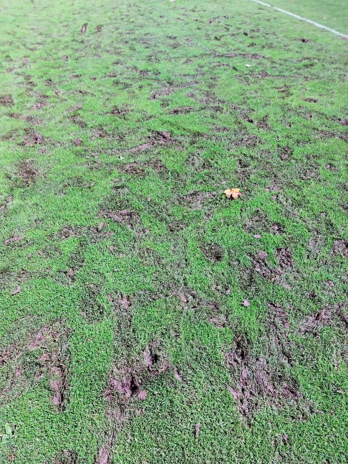 Der Rasen am Sportplatz in Schattendorf scheint hinüber. Der Schden enorm.