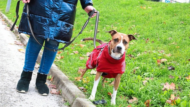 Redaktionshund Dakota wird im Stadtgebiet an der Leine geführt. (Bild: Rojsek-Wiedergut Uta)