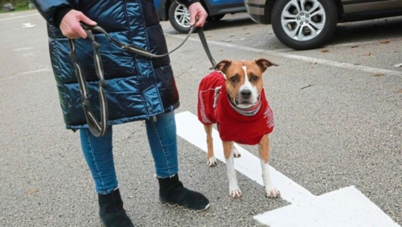 Mehr Rücksicht unter Hundehaltern wäre angebracht, vor allem bei Hundebegegnungen könne Leinenpflicht Konflikte vermeiden. (Bild: Rojsek-Wiedergut Uta)