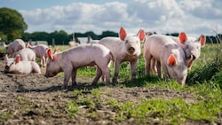Das Hausschwein entwickelt sich in manchen Lehranstalten zum „Feindbild“ für viele Schüler. (Bild: stock.adobe.com)
