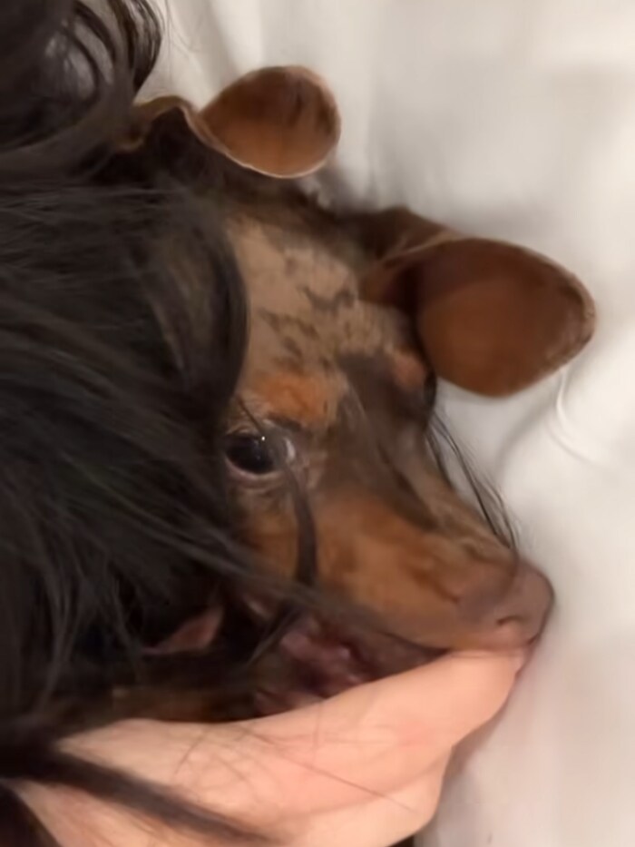 Kylie bezeichnet ihren sehr verspielten Hund liebevoll als „verrückt“.