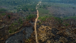 Im Zeitraum von August 2022 bis Juli 2023 gingen etwa 9000 Quadratkilometer Wald verloren. (Bild: AFP)
