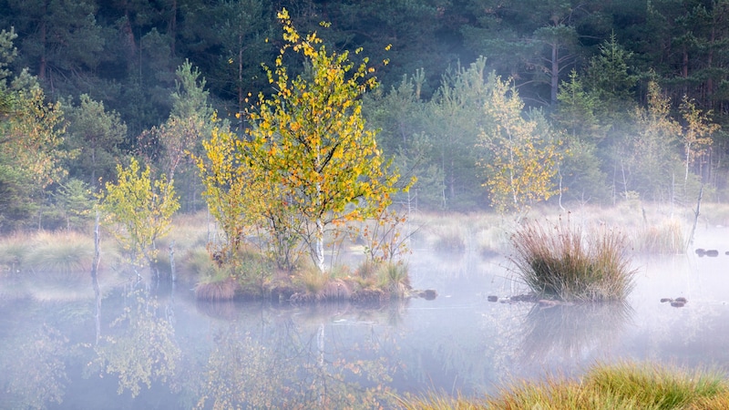 Das Wenger Moor in Salzburg (Bild: nemo1963 - stock.adobe.com)