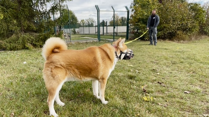 Nach vielen Wochen im Zwinger endlich wieder Auslauf für „Cäsar“ 