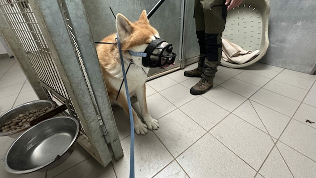 Der Rüde lässt niemanden an sich ran, er wurde von seinem Besitzer isoliert gehalten. Auch im Tierheim muss er in einer „Sicherheitsbox“ leben, der Maulkorb wird zusätzlich mit Kabelbindern am Halsband fixiert.  (Bild: privat)