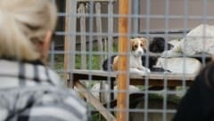 Wer einen Hund aus dem Tierheim möchte, ihn aber nicht bekommt, ist frustriert. (Bild: Birbaumer Christof)