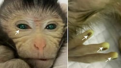 In China haben Wissenschaftler einen Affen mit zwei verschiedenen DNA-Sätzen erschaffen.   (Bild: Cell)