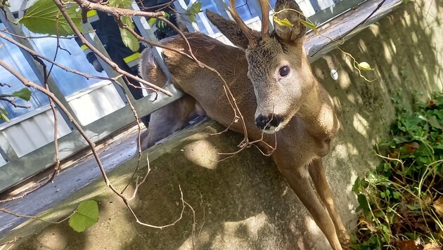 Das Reh blieb in einem Gartenzaun stecken. (Bild: Hauptfeuerwache Villach)