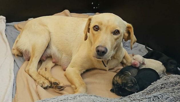 Die Hündin und ihre vier Neugeborenen sind wohlauf. (Bild: Tierheim Adamhof)