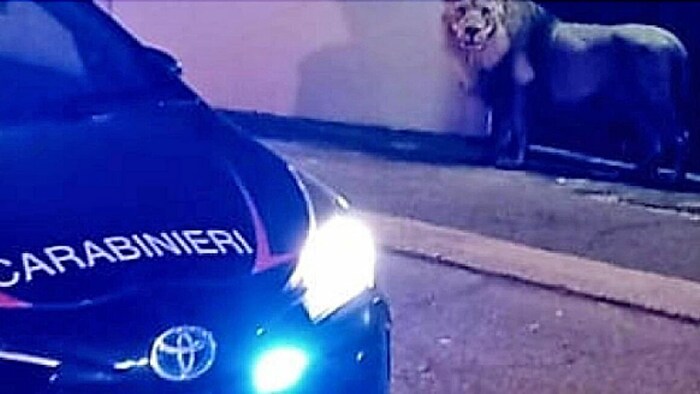 Ein ausgebrochener Zirkus-Löwe versetzt eine italienische Stadt in Aufregung.
