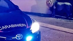 Ein ausgebrochener Zirkus-Löwe versetzt eine italienische Stadt in Aufregung. (Bild: Screenshot/Twitter.com)