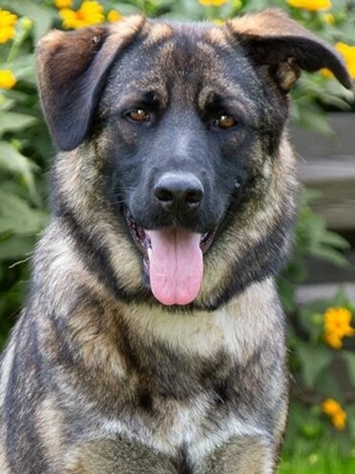 ACI-Hundebotschafterin „Liv“ freut sich auf Besuch.