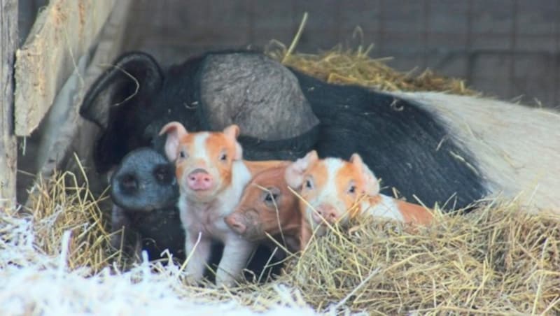 Vom Wein bis zum Schwein - die Anbauflächen für Bioland- wirtschaft sollen in der Steiermark in den nächsten Jahren um 22.000 Hektar ausgebaut werden. (Bild: Labonca/Hackl)