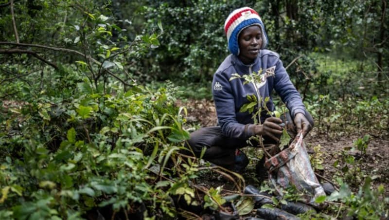 15 Milliarden Bäume sollen bis 2032 in Kenia gepflanzt werden. (Bild: AFP/Luis Tato)