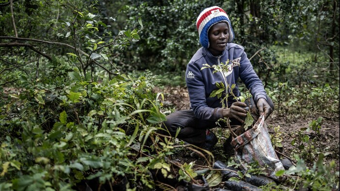 15 Milliarden Bäume sollen bis 2032 in Kenia gepflanzt werden.