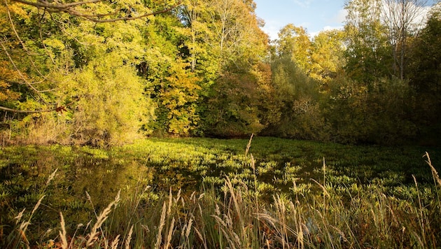 Seltene Tier- und Pflanzenarten, wie etwa die Krebsschere, die auf dem Bild das Biotop übersäht, kommen in Allentsteigs Generalpark vor. (Bild: Bürgerinitiative)