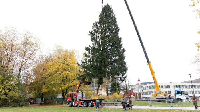 Die Fichte wurde auf einem Privatgrundstück in Nonntal gefunden und geschnitten