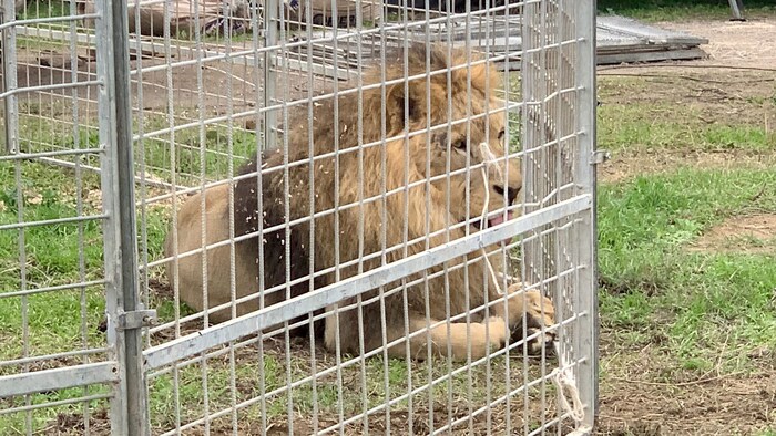 Wurde „Kimba“ absichtlich aus seinem Käfig gelassen?
