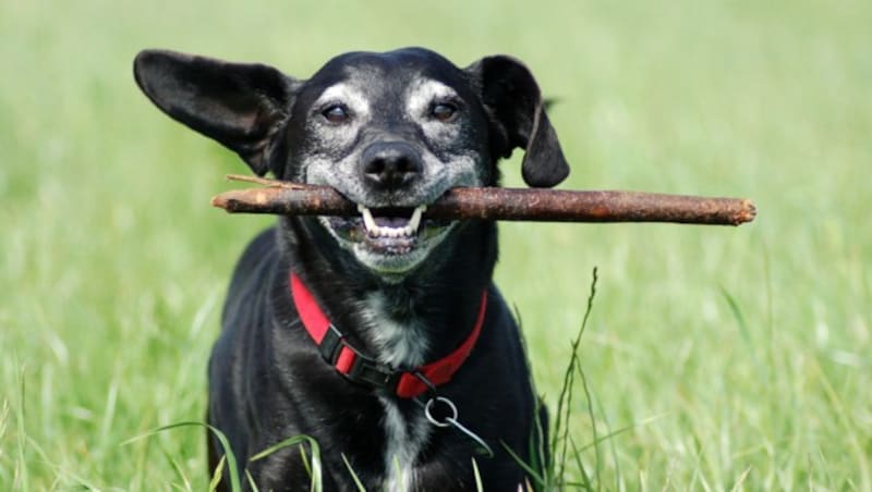 Hunde-Senioren verdienen besondere Zuwendung. (Bild: Carola Schubbel - stock.adobe.com)