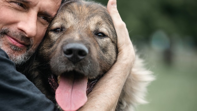Auch Hunde werden älter - unterstützen Sie Ihr Tier dabei! (Bild: Kazantseva Olgaokazantseva@gmail.com)