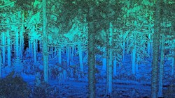 Eine Laserscan-generierte Waldansicht kann die Eigenschaften von Lichtstrahlen nutzen, um die 3D-Struktur der Vegetation und das Gelände abzubilden. Diese können Rückschlüsse auf Waldzustand und -gesundheit liefern. (Bild: BFW)