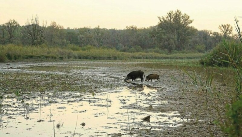 Wildschweine sind gezwungen, die letzten Wasserstellen in der Lobau zu suchen. (Bild: zVg)