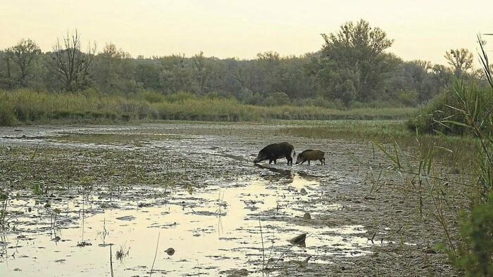 Wildschweine sind gezwungen, die letzten Wasserstellen in der Lobau zu suchen.