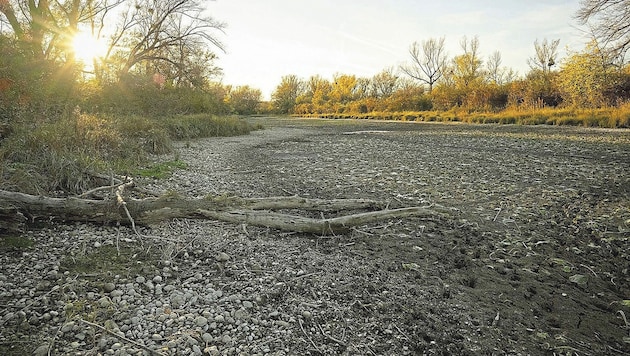 Diese Bilder aus der Lobau erinnern an Afrika. (Bild: zVg)