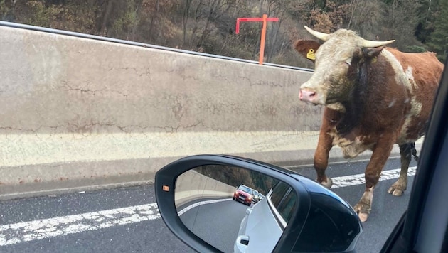 Der Stier war auf der Murtal Schnellstraße entlaufen. (Bild: zVg.)