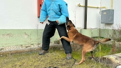 Die „Krone“ fordert, dass der Mensch kein Beuteobjekt für Hunde im Training darstellen darf, Diensthunde ausgenommen. (Bild: zVg)