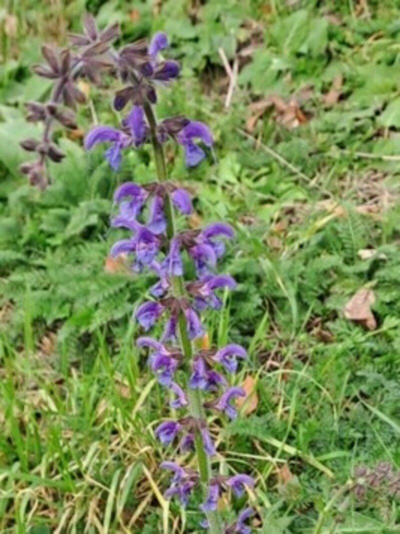 Wiesensalbei (Bild: Bergauer)