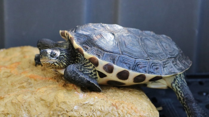 Streifenschildkröte wartet auf neues Zuhause.