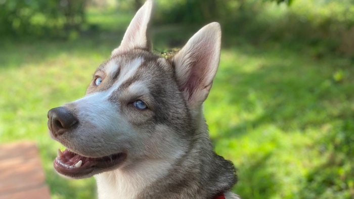 Wer kann diesem Blick schon widerstehen?