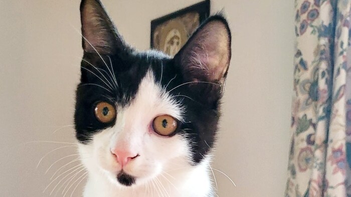 Katzenkind wünscht sich einen Herzensmenschen.