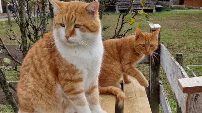 Kuscheltiger zum verlieben!