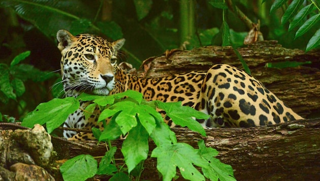Mit viel Glück sieht man in Belize noch einen Jaguar in freier Wildbahn. Knapp 1000 Tiere sollen dort leben. (Bild: Belize Tourism Board)
