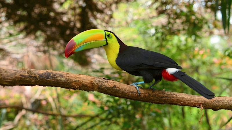 Der Tukan ist der Nationalvogel von Belize. (Bild: Belize Tourism Board)